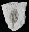 Beautiful Dizygocrinus Crinoid - Indiana #21714-1